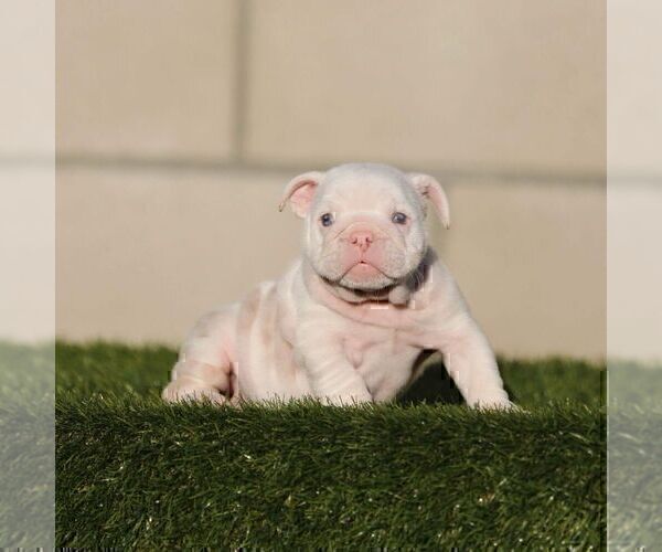 Medium Photo #1 English Bulldog Puppy For Sale in GLENDALE, CA, USA