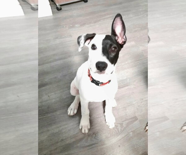 Medium Photo #2 Mutt Puppy For Sale in Queen Creek, AZ, USA