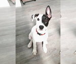 Small Photo #2 Mutt Puppy For Sale in Queen Creek, AZ, USA