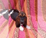 Image preview for Ad Listing. Nickname: Betty