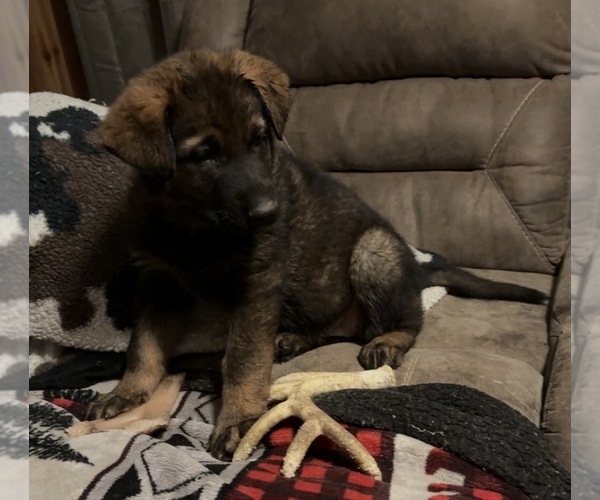 Medium Photo #2 German Shepherd Dog Puppy For Sale in CORNELL, MI, USA