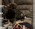 Small #1 German Shepherd Dog