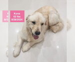 Small #3 Golden Retriever