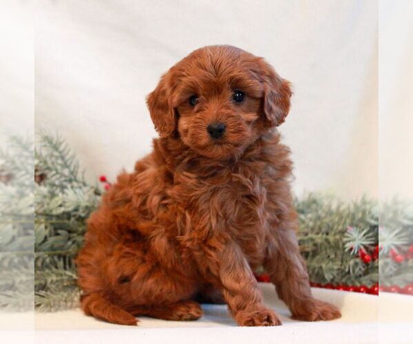 Medium Photo #3 Goldendoodle (Miniature) Puppy For Sale in LITITZ, PA, USA