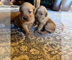 Golden Retriever Puppy for sale in NEW COLUMBIA, PA, USA