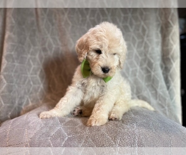 Medium Photo #20 Poodle (Standard) Puppy For Sale in LAKELAND, FL, USA