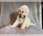 Small #19 Poodle (Standard)