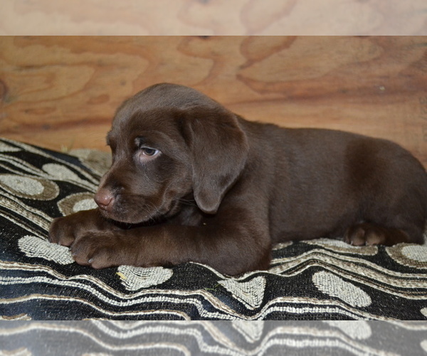 Medium Photo #2 Labrador Retriever Puppy For Sale in GREENWOOD, WI, USA