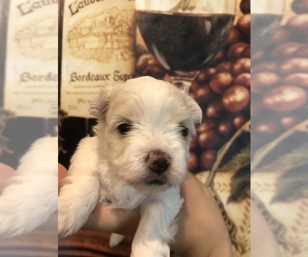 Medium Photo #2 Morkie Puppy For Sale in SARASOTA, FL, USA