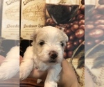 Small Photo #2 Morkie Puppy For Sale in SARASOTA, FL, USA