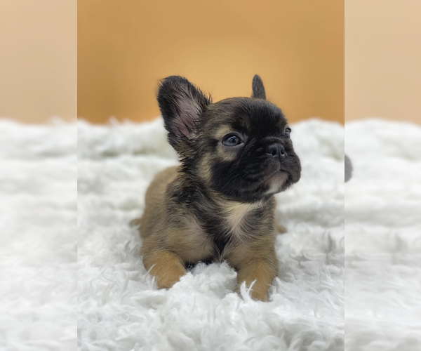 Medium Photo #3 French Bulldog Puppy For Sale in CABIN JOHN, MD, USA