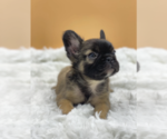 Small Photo #3 French Bulldog Puppy For Sale in CABIN JOHN, MD, USA