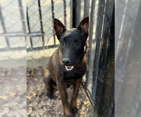 Medium Photo #1 Mutt Puppy For Sale in Riverside, CA, USA