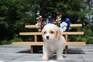 Cavachon Puppy for sale in GLASGOW, KY, USA