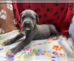Small Photo #4 Cane Corso Puppy For Sale in WATERBURY, CT, USA