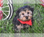 Small Photo #2 Yorkshire Terrier Puppy For Sale in ELDORADO, OH, USA