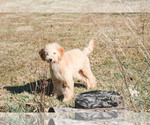 Small Photo #22 Goldendoodle Puppy For Sale in CARLOCK, IL, USA