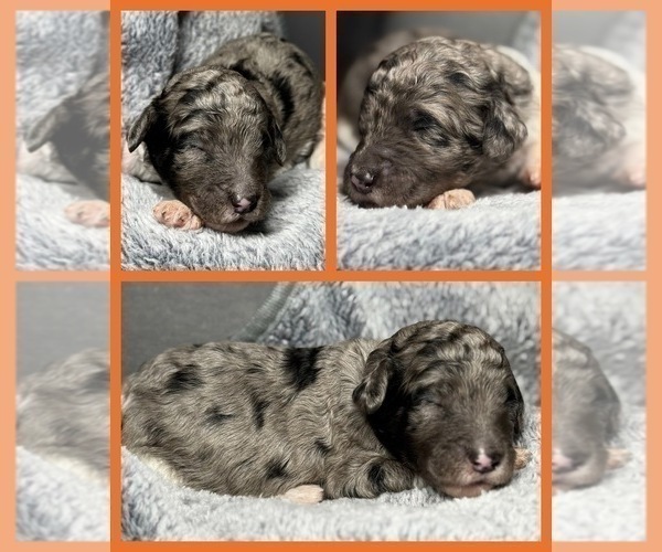 Medium Photo #53 Goldendoodle Puppy For Sale in HOWARD CITY, MI, USA