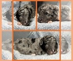 Puppy Draco Goldendoodle
