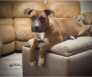 Boxer-Unknown Mix Dogs for adoption in Woodbury, NY, USA