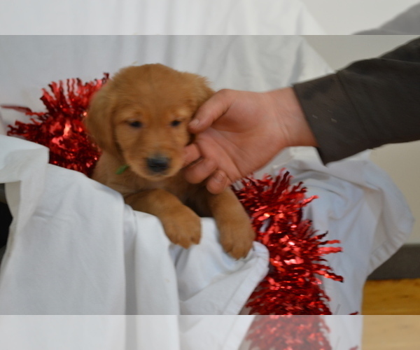 Medium Photo #3 Golden Retriever Puppy For Sale in GREENWOOD, WI, USA