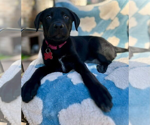 Medium Photo #3 Labrador Retriever-Unknown Mix Puppy For Sale in Boston, MA, USA