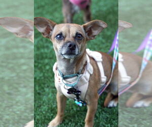 Chihuahua Dogs for adoption in Crystal , MN, USA