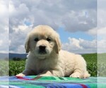 Small Photo #1 English Cream Golden Retriever Puppy For Sale in WAYNESBORO, PA, USA
