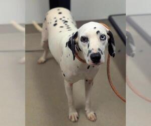 Dalmatian Dogs for adoption in Fort Lauderdale, FL, USA