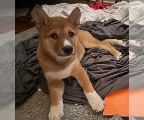 Medium Photo #9 Shiba Inu Puppy For Sale in HARRISONBURG, VA, USA