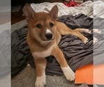Small #8 Shiba Inu