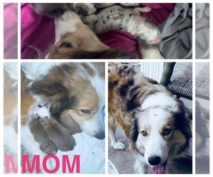 Mother of the Border Collie puppies born on 03/30/2025