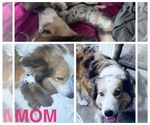 Small Photo #1 Border Collie Puppy For Sale in MOSS POINT, MS, USA