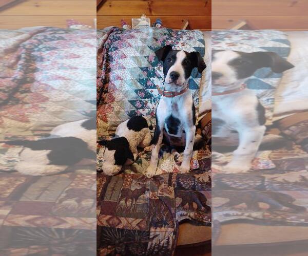 Medium Photo #5 Mutt Puppy For Sale in Hinton, WV, USA