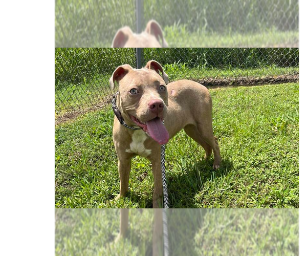 Medium Photo #1 Mutt Puppy For Sale in Abbeville, LA, USA