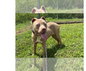 Mutt Dogs for adoption in Abbeville, LA, USA