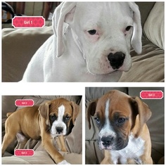 Boxer Puppy for sale in LONGVIEW, TX, USA