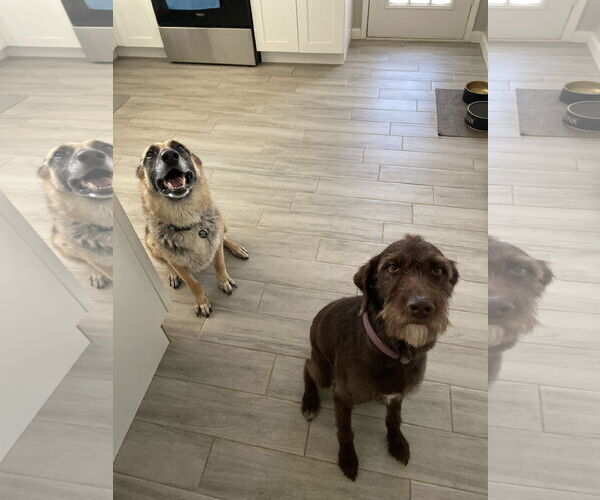 Medium Photo #4 Catahoula Leopard Dog-Poodle (Standard) Mix Puppy For Sale in Chandler, AZ, USA