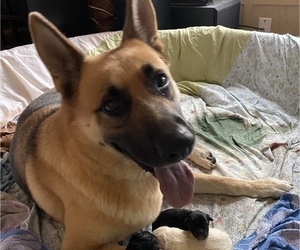 Mother of the German Shepherd Dog puppies born on 10/17/2021