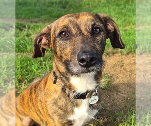 Dachshund-Unknown Mix Dogs for adoption in Shelbyville, TN, USA