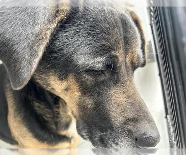 Medium Photo #1 German Shepherd Dog-Unknown Mix Puppy For Sale in Houston, TX, USA