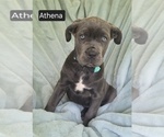 Small #8 Cane Corso