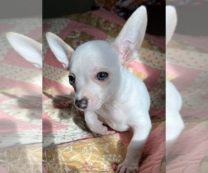 Chihuahua Puppy for Sale in RICHLAND, Missouri USA