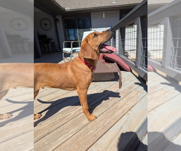 Medium Photo #18 Mutt Puppy For Sale in Vail, AZ, USA