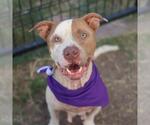 Small American Staffordshire Terrier Mix
