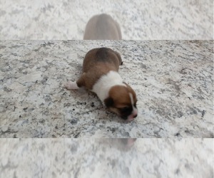 Pembroke Welsh Corgi Puppy for sale in ARTHUR, IL, USA