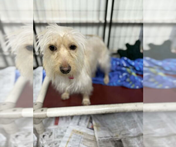 Medium Photo #2 Cairn Terrier-Dachshund Mix Puppy For Sale in Mukwonago, WI, USA