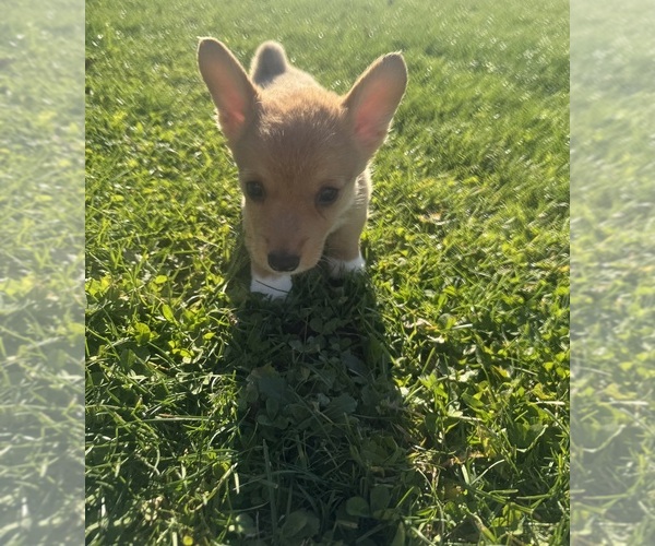 Medium Photo #3 Pembroke Welsh Corgi Puppy For Sale in BELPRE, OH, USA