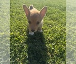 Small #2 Pembroke Welsh Corgi