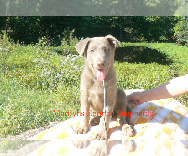 Medium Photo #1 German Shepherd Dog Puppy For Sale in PIEDMONT, MO, USA